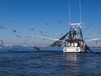 Shrimp Boat Accidents Shrimp Boating Accident Lawyer, Shrimping