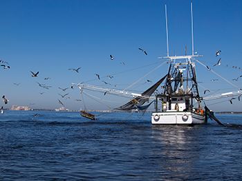 Boat with net surrounded by birds